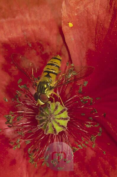 Fly catfish on a flower collecting nectar. Macro shot of an insect