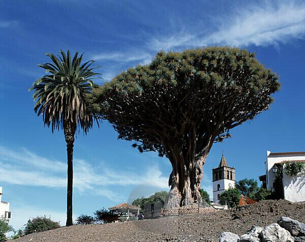 Bildagentur | mauritius images | Spanien, Teneriffa, Kanarische Inseln, E-Icod  de los Vinos, Drachenbaum (3000 Jahre), San Marcos-Kirche, Palme, Spain,  Tenerife, Canary Islands, E-Icod de los Vinos, drago (3000 years aged), San