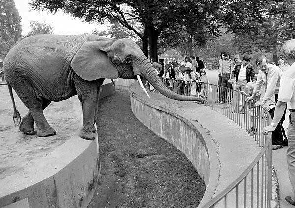 Elefanten im Nationalzoo