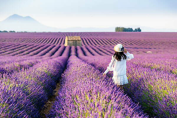Lavender fields near Valensole in Southern France, Provence, France