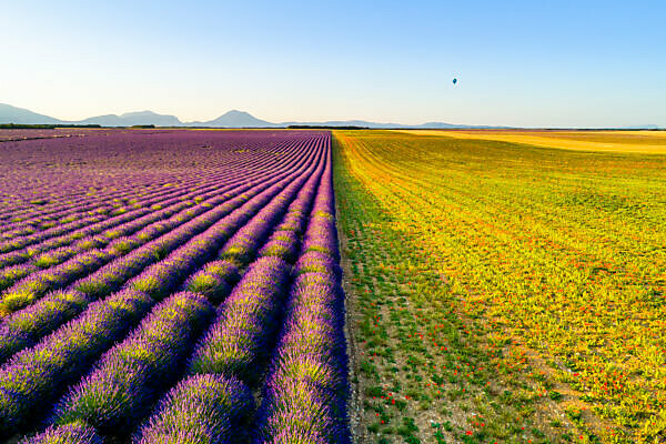 Lavender fields near Valensole in Southern France, Provence, France