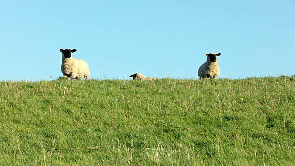 Sheep, Dike, Norddeich, Summer, Structure, North, North Sea, Wadden Sea, East Frisia, Lower Saxony, Germany,