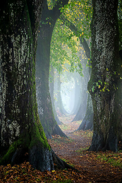 Holzkirchen, Miesbach, Upper Bavaria, Bavaria, Germany, Europe, Autumn mist at Steindlweg in Koglallee