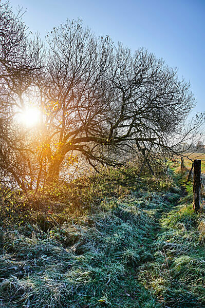 Germany, Lower Saxony, Lüneburg Heath, Lüneburg, Düvelsbrook, Teufelsmoor, Uferweg, river, Ilmenau, fog, morning mood, back light