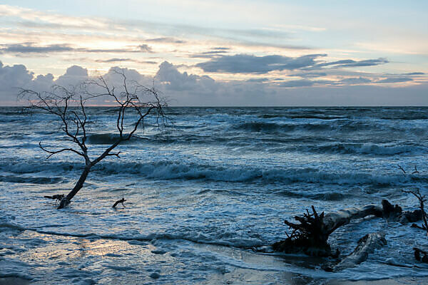 Fischland, Darß, west beach in the evening light, storm, flotsam