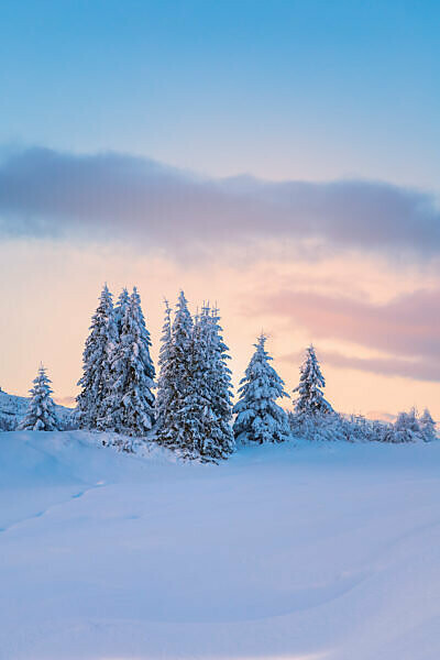 snow-covered fir trees at dusk, plateau of pralongia†, Corvara in Badia, Badia valley, South Tyrol, Italy, Europe