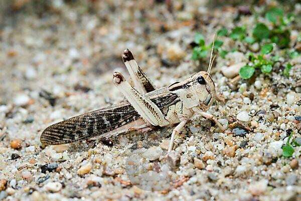 Migratory Locust (Locusta Migratoria). Stock Photo - Image of