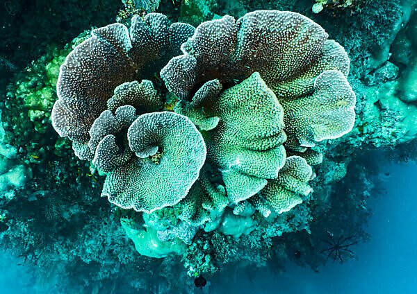 Stock photo of Hard coral (Acropora sp.) growing on a sponge